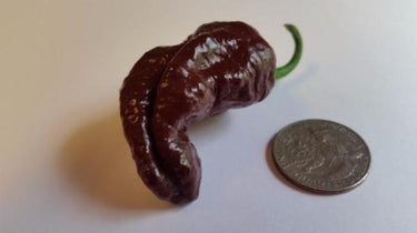 Bhut Jolokia Chocolate Ghost - Seeds - The Pepper Pantry (Formerly Marie Sharp's)